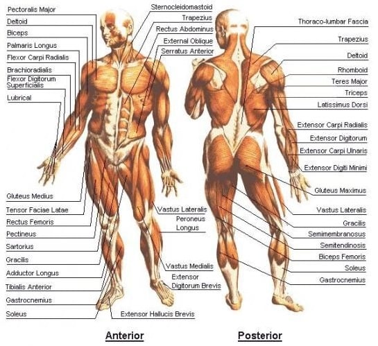 "An anatomical diagram illustrating the major muscle groups of the human body, including the chest (pectorals), back (latissimus dorsi, rhomboids, trapezius), shoulders (deltoids), arms (biceps, triceps), legs (glutes, hamstrings, quadriceps, calves), and core (abs, obliques, lower back).